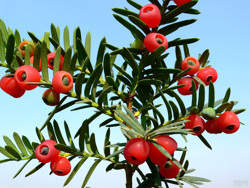 Cây Thông đỏ lá ngắn. Taxus chinensis - Cây Thuốc Nam Quanh Ta